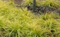 Evercolor 'Everillo' Carex - 5 Pack Of Quart Pots 19 Evercolor 'Everillo' Carex - 5 Pack Of Quart Pots -Plant Shop Carex Everillo Plant Patch
