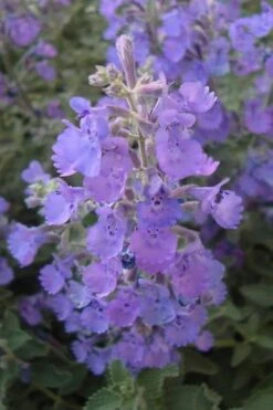 Walker's Low Catmint (Nepeta X Faassenii) - 1 Gallon Pot -Plant Shop Catmint Walkers Low 5