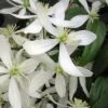 Snowdrift Evergreen Clematis Armandii - 2 Gallon Pot -Plant Shop Clematis Armandii Snowdrift 500x750 2