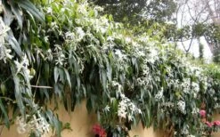 Snowdrift Evergreen Clematis Armandii - 1 Gallon Pot -Plant Shop Clematis Armandii Snowdrift 51
