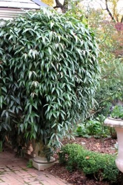 Snowdrift Evergreen Clematis Armandii - 1 Gallon Pot -Plant Shop Clematis Armandii Snowdrift 52