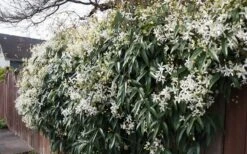 Snowdrift Evergreen Clematis Armandii - 2 Gallon Pot -Plant Shop Clematis Snowdrift 22 1