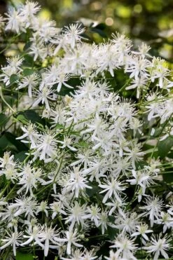 Sweet Autumn Clematis Terniflora - 3 Gallon Pot -Plant Shop Clematis Sweet Autumn 2