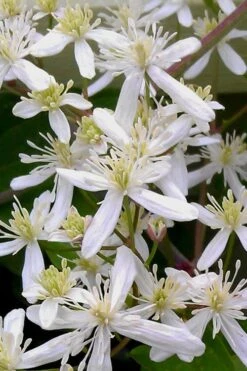 Sweet Autumn Clematis Terniflora - 3 Gallon Pot -Plant Shop Clematis Sweet Autumn 5
