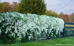 Sweet Autumn Clematis Terniflora - 3 Gallon Pot -Plant Shop Clematis Sweet Autumn 6