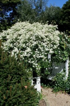 Sweet Autumn Clematis Terniflora - 3 Gallon Pot -Plant Shop Clematis Sweet Autumn 7