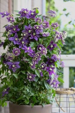 Taiga Clematis - 2 Gallon Pot -Plant Shop Clematis Taiga 10