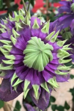 Taiga Clematis - 2 Gallon Pot -Plant Shop Clematis Taiga 2