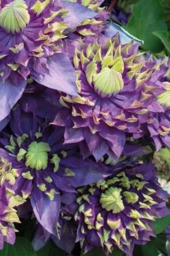 Taiga Clematis - 2 Gallon Pot -Plant Shop Clematis Taiga 3