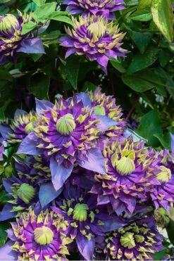 Taiga Clematis - 2 Gallon Pot -Plant Shop Clematis Taiga 4