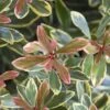 Juliet Cleyera Japonica - 2 Gallon Pot -Plant Shop Cleyera Juliet 1
