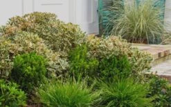 Juliet Cleyera Japonica - 2 Gallon Pot 9 Juliet Cleyera Japonica - 2 Gallon Pot -Plant Shop Cleyera Juliet 2