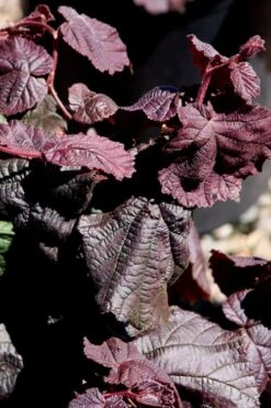 Red Dragon Contorted Filbert - Corylus Avellena - 5 Gallon Pot -Plant Shop Contorted Filbert Red Dragon 8