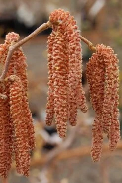 Red Dragon Contorted Filbert - Corylus Avellena - 5 Gallon Pot -Plant Shop Contorted Filbert Red Dragon 9