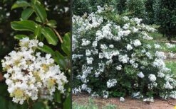 Acoma Weeping White Crape Myrtle - 7 Gallon Pot (4-5') -Plant Shop Crape Myrtle Acoma 3 2