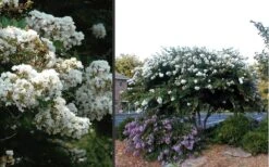 Acoma Weeping White Crape Myrtle - 7 Gallon Pot (5-6') -Plant Shop Crape Myrtle Acoma 4 1