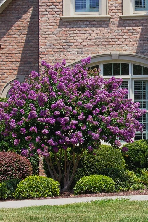 Catawba Purple Crape Myrtle - 6 Pack Of 1 Gallon Pots 6 Catawba Purple Crape Myrtle - 6 Pack Of 1 Gallon Pots - Image 4