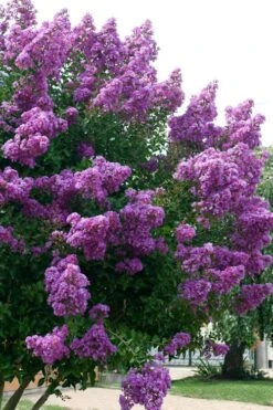 Catawba Purple Crape Myrtle - 3 Gallon Pot -Plant Shop Crape Myrtle Catawba 500x750 1