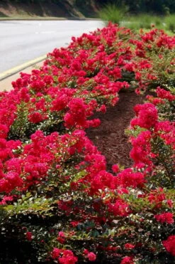 Cherry Dazzle Dwarf Crape Myrtle - 1 Gallon Pot 14 Cherry Dazzle Dwarf Crape Myrtle - 1 Gallon Pot -Plant Shop Crape Myrtle Cherry Dazzle 31