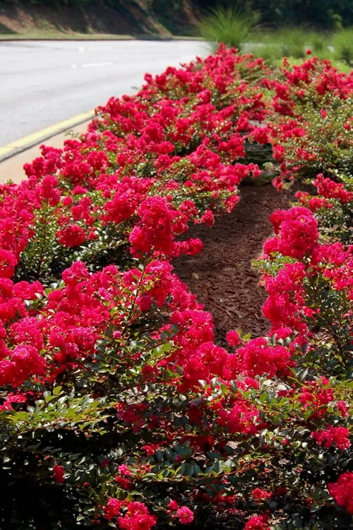 Cherry Dazzle Dwarf Crape Myrtle - 1 Gallon Pot 8 Cherry Dazzle Dwarf Crape Myrtle - 1 Gallon Pot - Image 6