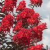 Delta Flame Crape Myrtle - 2 Gallon Pot -Plant Shop Crape Myrtle Delta Flame 3