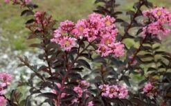 Delta Jazz Crape Myrtle - 2 Gallon Pot 12 Delta Jazz Crape Myrtle - 2 Gallon Pot -Plant Shop Crape Myrtle Delta Jazz