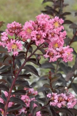 Delta Jazz Crape Myrtle - 2 Gallon Pot 13 Delta Jazz Crape Myrtle - 2 Gallon Pot -Plant Shop Crape Myrtle Delta Jazz Rev 500x750 1