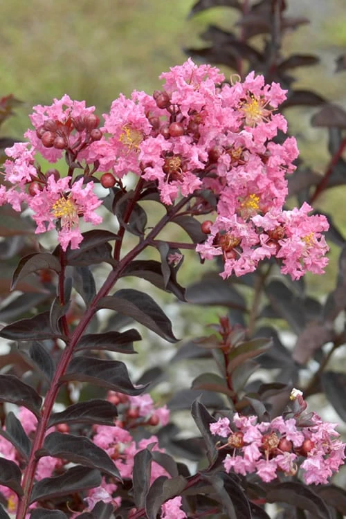 Delta Jazz Crape Myrtle - 2 Gallon Pot 8 Delta Jazz Crape Myrtle - 2 Gallon Pot - Image 6