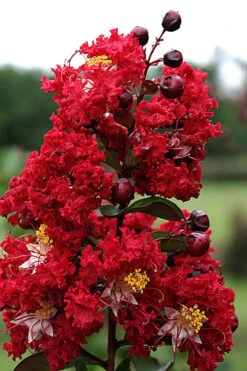 Dynamite Red Crape Myrtle - 7 Gallon Pot (3-4') -Plant Shop Crape Myrtle Dynamite Rev 2 500x750 2