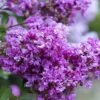 Early Bird Purple Crape Myrtle - 2 Gallon Pot