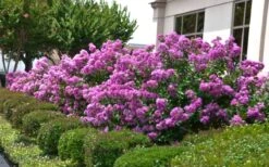 Early Bird Purple Crape Myrtle - 2 Gallon Pot -Plant Shop Crape Myrtle Early Bird Purple 2