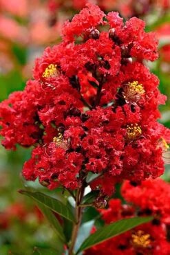 Enduring Summer Red Crape Myrtle Tree (Single Trunk) - 7 Gallon Pot -Plant Shop Crape Myrtle Enduring Summer Redr BS