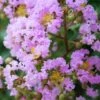 Muskogee Lavender Crape Myrtle - 7 Gallon Pot (4-5') -Plant Shop Crape Myrtle Muskgogee BS
