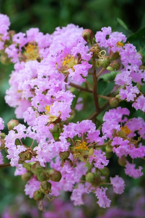 Muskogee Lavender Crape Myrtle - 7 Gallon Pot (4-5') 3 Muskogee Lavender Crape Myrtle - 7 Gallon Pot (4-5')
