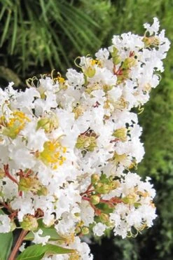 Natchez White Crape Myrtle - 3 Gallon Pot 14 Natchez White Crape Myrtle - 3 Gallon Pot -Plant Shop Crape Myrtle Natchez 11