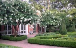 Natchez White Crape Myrtle - 3 Gallon Pot 15 Natchez White Crape Myrtle - 3 Gallon Pot -Plant Shop Crape Myrtle Natchez 13