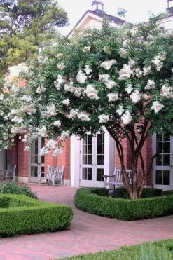 Natchez White Crape Myrtle (Multi Trunk) - 5 Gallon Pot -Plant Shop Crape Myrtle Natchez 14 1