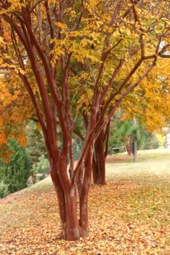 Natchez White Crape Myrtle - 3 Gallon Pot 12 Natchez White Crape Myrtle - 3 Gallon Pot -Plant Shop Crape Myrtle Natchez 17