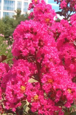Pink Velour Crape Myrtle Tree - 3 Gallon Pot -Plant Shop Crape Myrtle Pink Velour 12