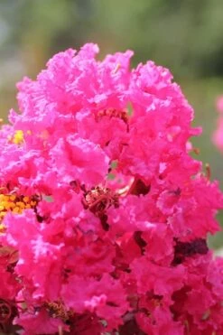 Pink Velour Crape Myrtle Tree - 3 Gallon Pot -Plant Shop Crape Myrtle Pink Velour 14