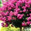 Pink Velour Crape Myrtle Tree - 3 Gallon Pot -Plant Shop Crape Myrtle Pink Velour 17