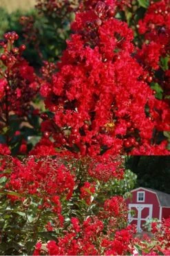 Red Rooster Crape Myrtle - 2 Gallon Pot -Plant Shop Crape Myrtle Red Rooster 2 500 x750 1