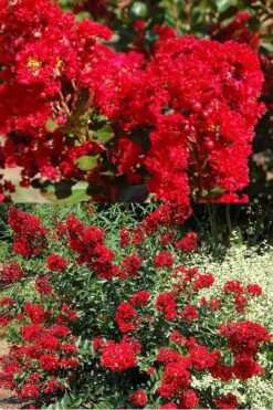 Red Rooster Crape Myrtle - 2 Gallon Pot -Plant Shop Crape Myrtle Red Rooster 5 x750