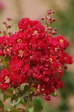 Red Rooster Crape Myrtle Tree (Single Trunk) - 3 Gallon Pot -Plant Shop Crape Myrtle Red Rooster 6