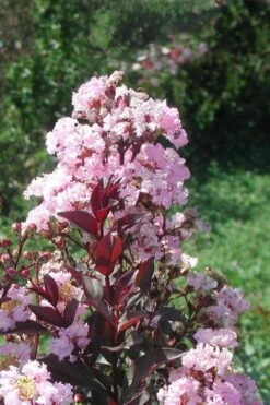 Rhapsody In Pink Crape Myrtle - 6 Pack Of 1 Gallon Pots -Plant Shop Crape Myrtle Rhapsody In Pink 10 1