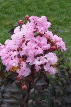 Rhapsody In Pink Crape Myrtle - 1 Gallon Pot -Plant Shop Crape Myrtle Rhapsody In Pink 11