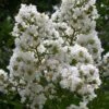 Sarah's Favorite Crape Myrtle - 1 Gallon Pot -Plant Shop Crape Myrtle Sarahs Favorite 7 1