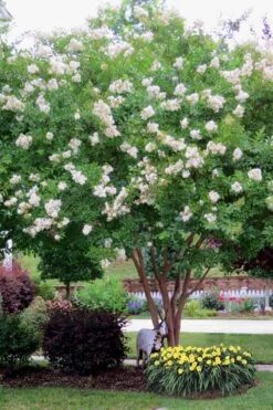 Sarah's Favorite Crape Myrtle - 7 Gallon Pot (4-5') -Plant Shop Crape Myrtle Sarahs Favorite 8