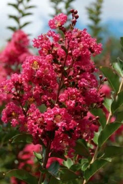 Tonto Red Crape Myrtle - 6 Pack Of 1 Gallon Pots -Plant Shop Crape Myrtle Tonto 10 2