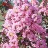Rhapsody In Pink Crape Myrtle - 1 Gallon Pot -Plant Shop Crape Rhapsody In Pink Crape Myrtle 3